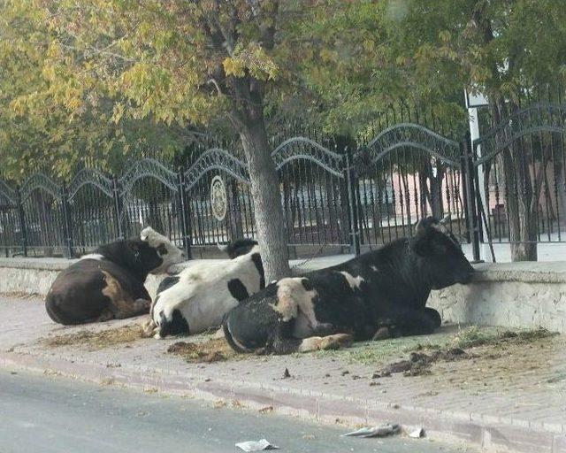 Kaldırımda Kurbanlık Satışı