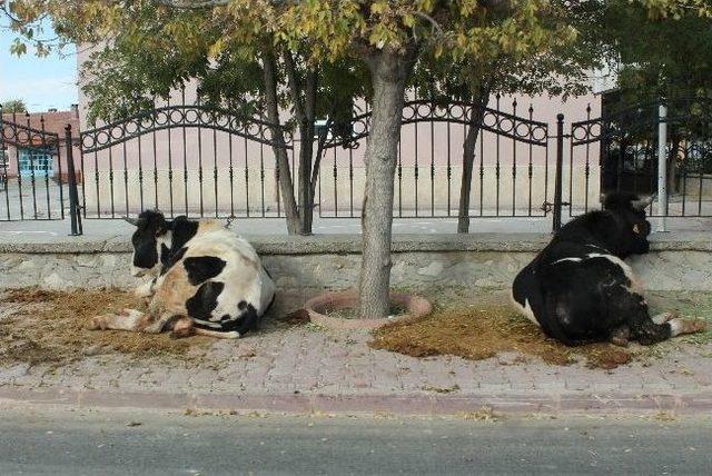 Kaldırımda Kurbanlık Satışı