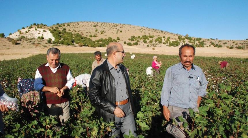 Vali Demirtaş, K&ouml;yl&uuml;lerle Pamuk Topladı