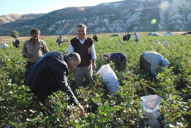 Vali Demirtaş, Köylülerle Pamuk Topladı