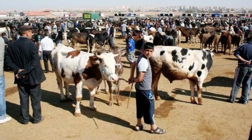 Damızlık Hayvanlar Kesilmesin