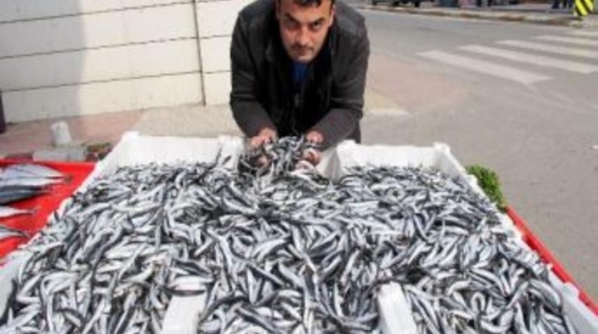 Kurban Bayramı Yaklaştı, Hamsi 3 Liraya D&uuml;şt&uuml;