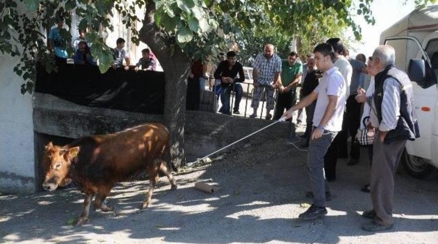 Dana Yakalama Operasyonu