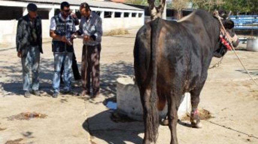 Muğla'da Hayvan Pazarlarında Sahte Paraya Dikkat &Ccedil;ekildi