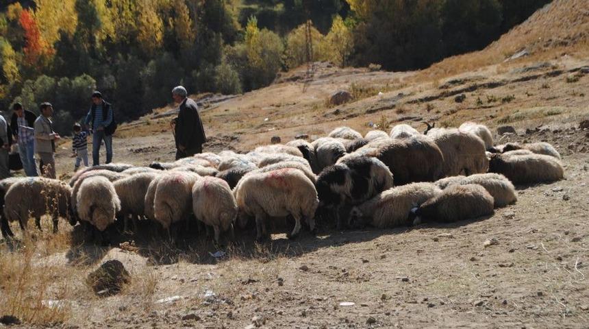Hakkari Kurbanlık Pazarı Durgun