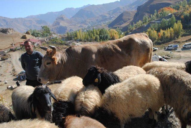 Hakkari Kurbanlık Pazarı Durgun