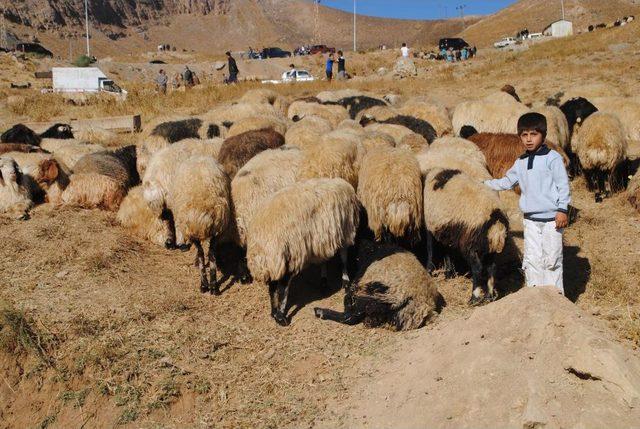 Hakkari Kurbanlık Pazarı Durgun