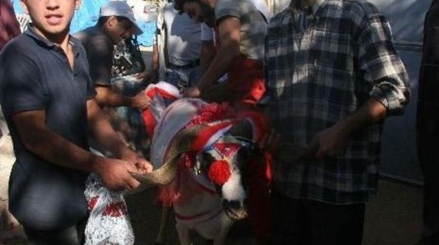 Kilis'te "gelin Kurbanı" Geleneği S&uuml;r&uuml;yor