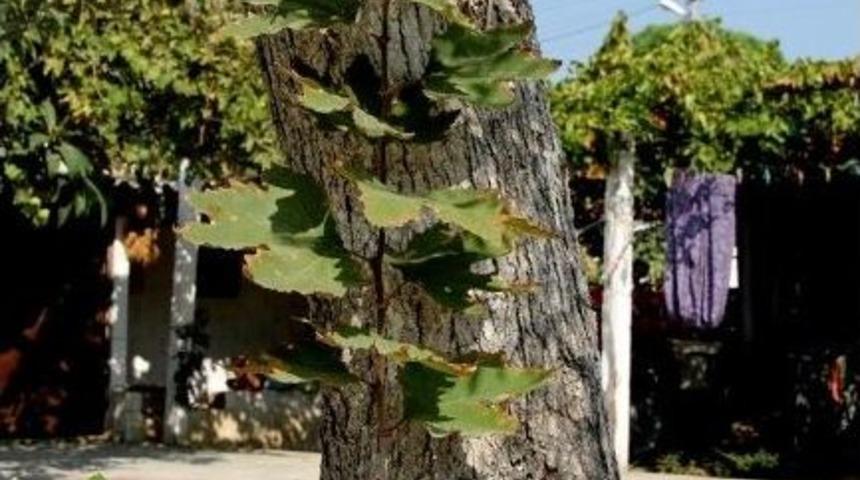 Zeytin Ağacının G&ouml;vdesinde &Ccedil;ınar Yetişmeye Başladı