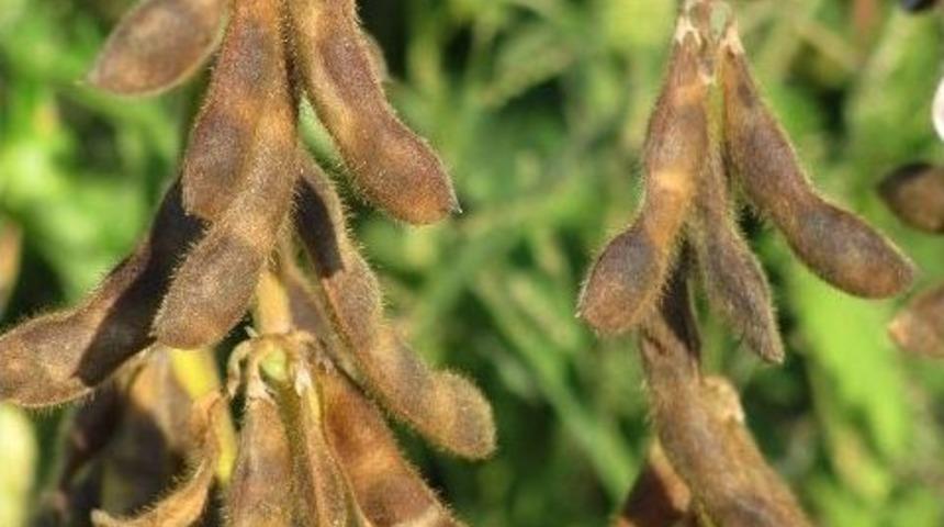 Araban'da Alternatif &Uuml;r&uuml;n Olan Soyanın Hasadı Başladı