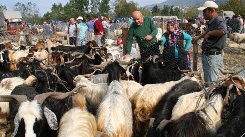 Devrek Hayvan Pazarında Satışlar Durgun