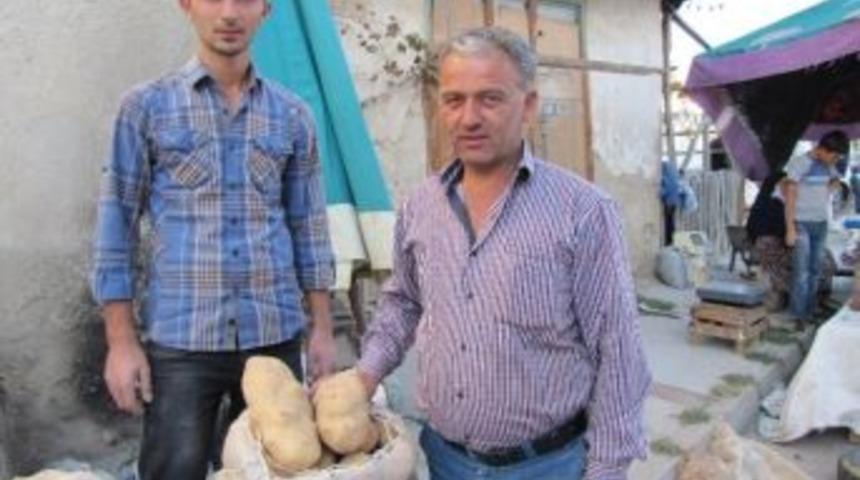 Hisarcık&rsquo;ta Dev Patatesler Vatandaşın İlgi Odağı Oldu