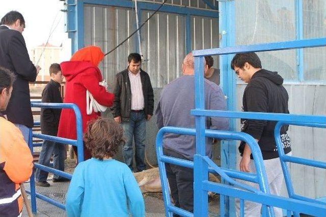 Kazakistanlı Ferdoussi Kurbanını Başakşehir&rsquo;de Kesti 1