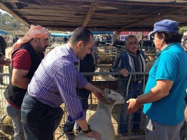 Chp'li Burak Oğuz, Urla'da Kurban Pazarının Nabzını Tuttu