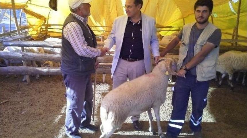 Ak Partili Sarı Bayraklı'da Kurban Pazarlarını Gezdi