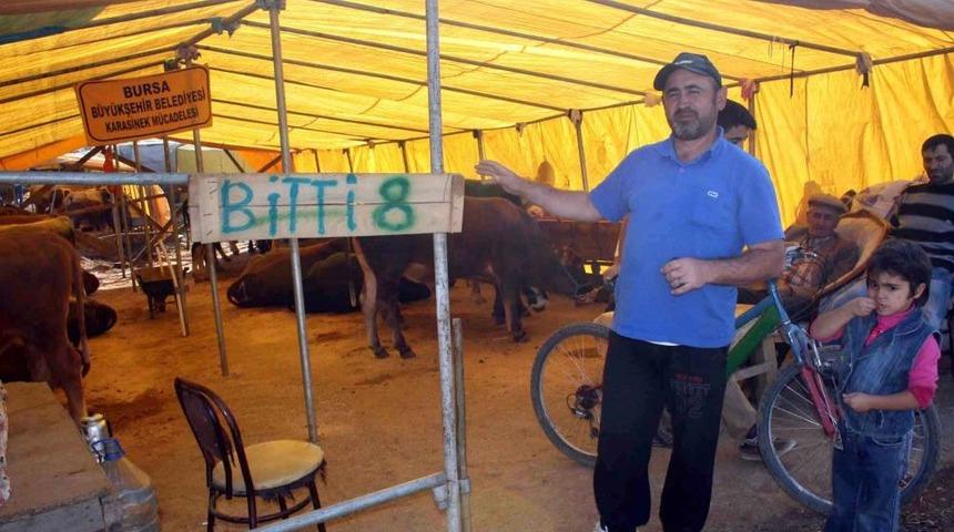 Kurbanlıklar Erken Bitti