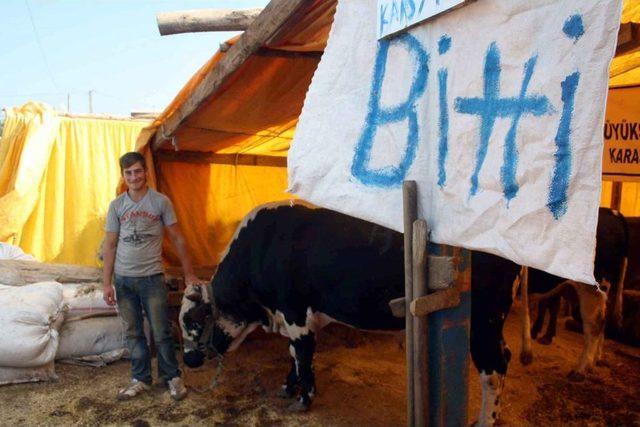Kurbanlıklar Erken Bitti 1