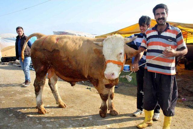 Kurbanlıklar Erken Bitti 3