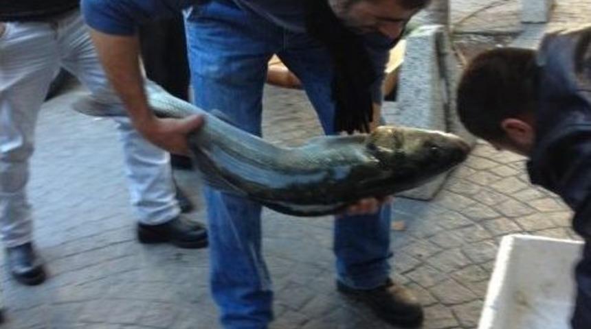 Ak&ccedil;akoca'da Deniz Levreği Yakalandı