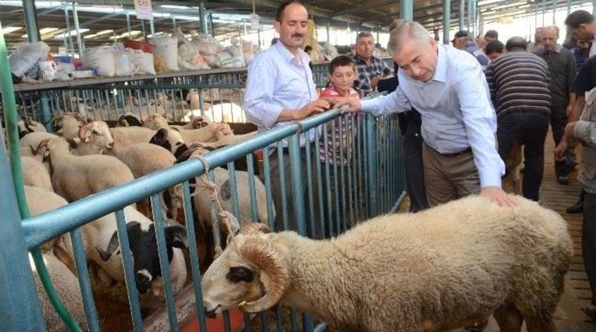 Başkan Zolan Hayvan Pazarında