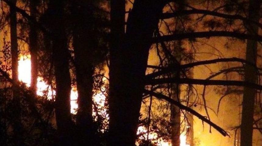 50 Hektarlık &Ccedil;am Ormanı K&uuml;l Oldu