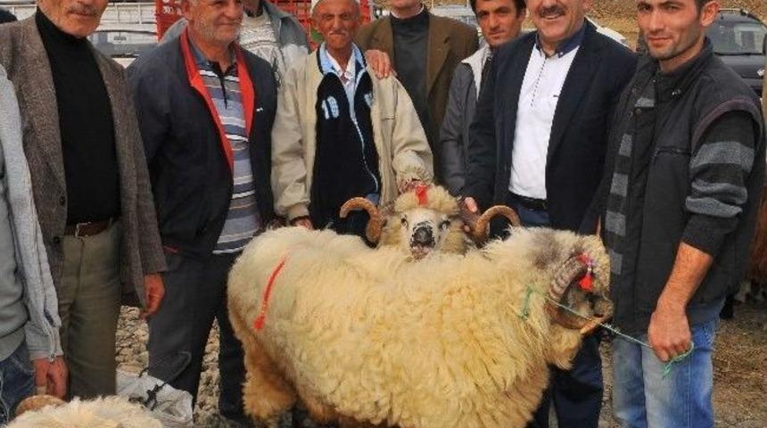 Başkan G&uuml;mr&uuml;k&ccedil;&uuml;oğlu Kurban Satış Yerinde İncelemelerde Bulundu