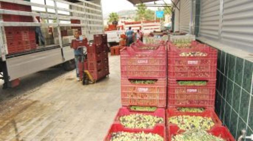 &Uuml;reticiler, Mut Zeytininin Tanıtılmasını Istiyor