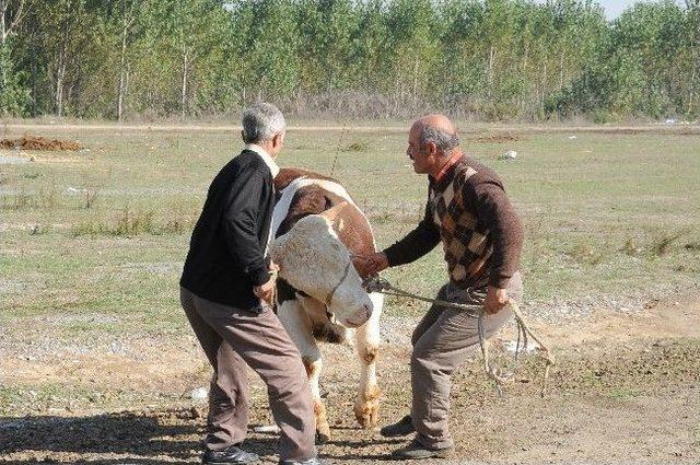 Başiskele Kurban Pazarı Bayramın 4. Gününe Kadar Açık