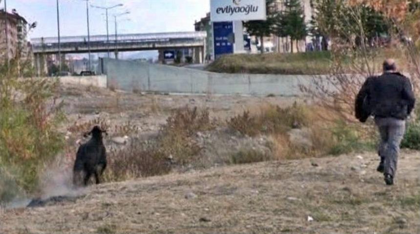Ka&ccedil;an Kurbanlık Ke&ccedil;i Sahibini Peşinden Koşturdu