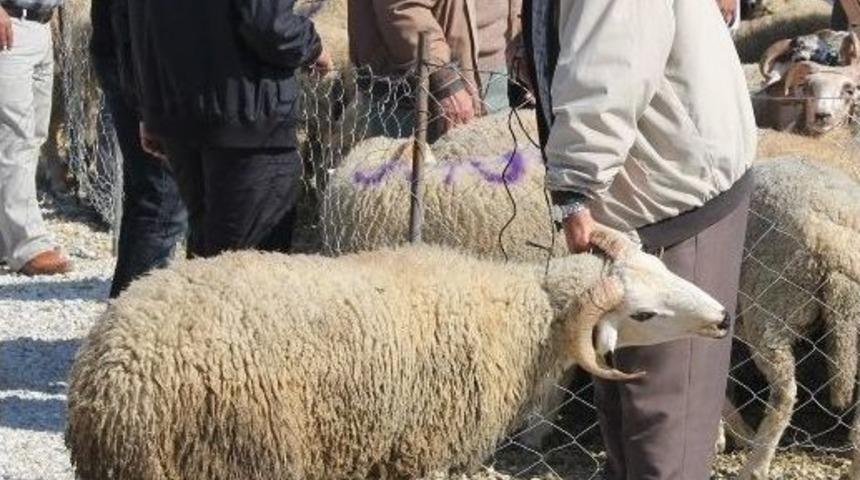 Kurbanlıklar Vatandaşları Terletti