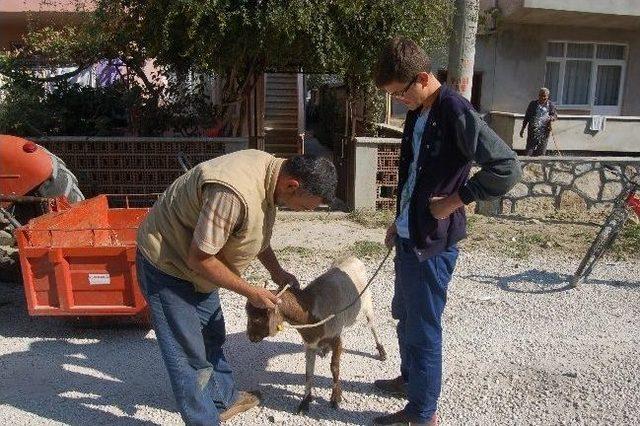 Kurbanlıklar Vatandaşları Terletti