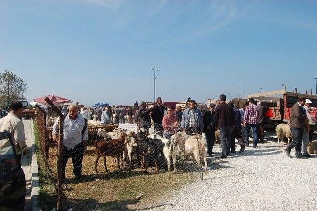 Kurbanlıklar Görücüye Çıktı