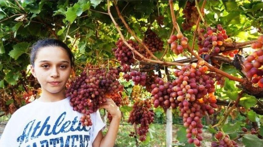 Sarıg&ouml;l'de &Ccedil;ekirdeksiz Pembe &Uuml;z&uuml;m &Uuml;retti