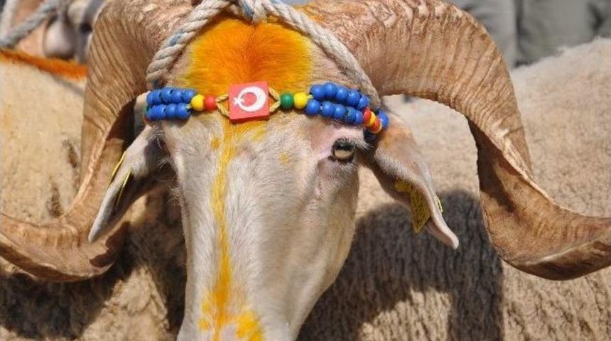 Kurban Pazarında Bakan &Ccedil;ok Alıcı Yok