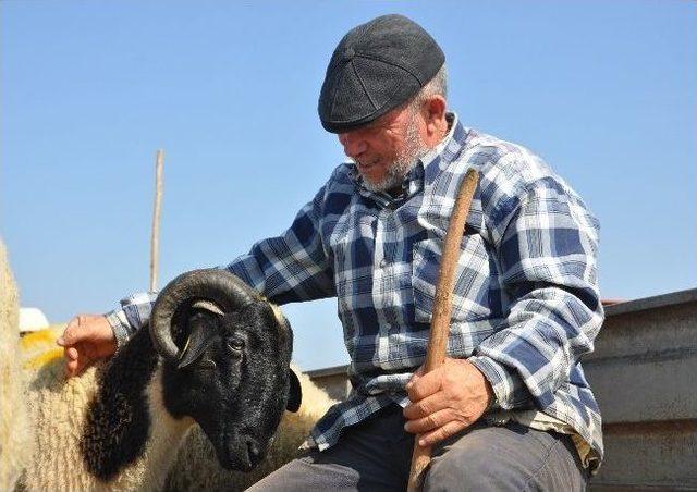 Kurban Pazarında Bakan Çok Alıcı Yok