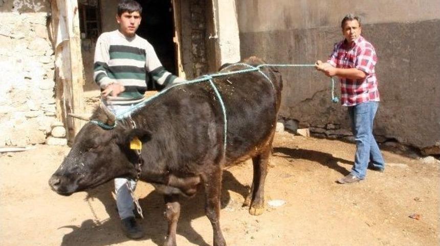 Kurbanlık Hayvanlara Eziyet &Ccedil;ektirmeyin