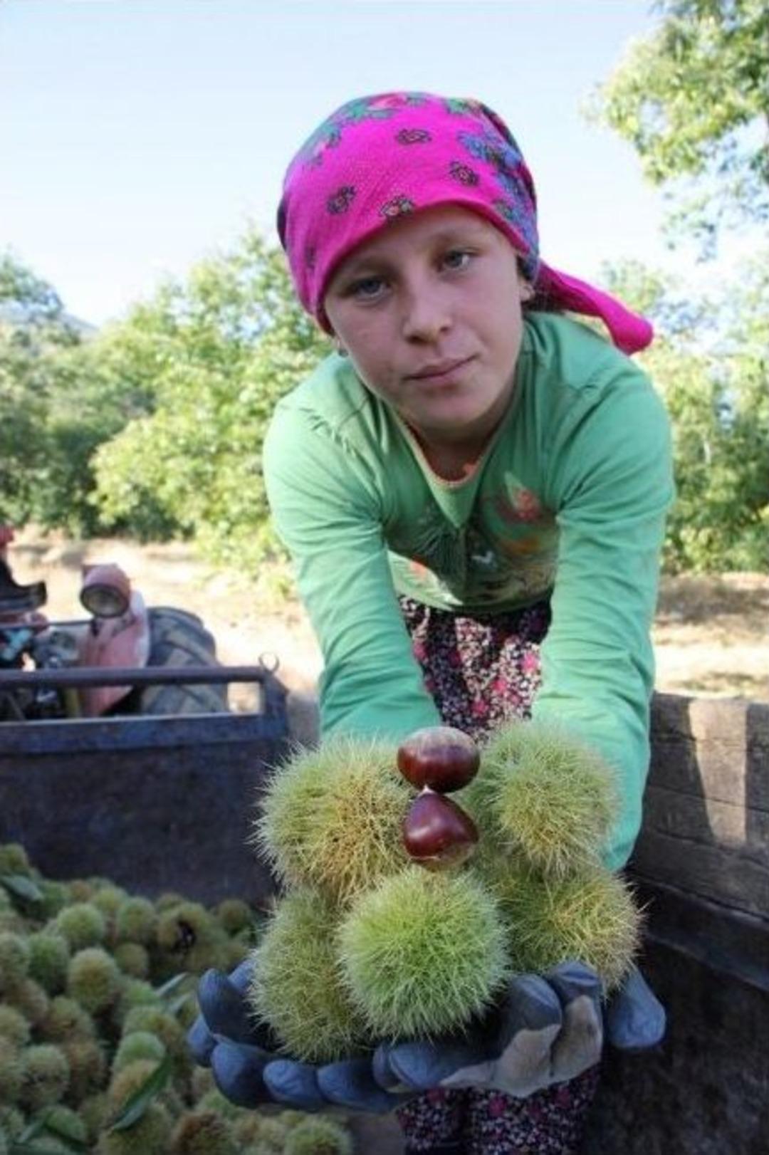 Sarıg&ouml;l&rsquo;de Kestaneler Toplanmaya Başlandı