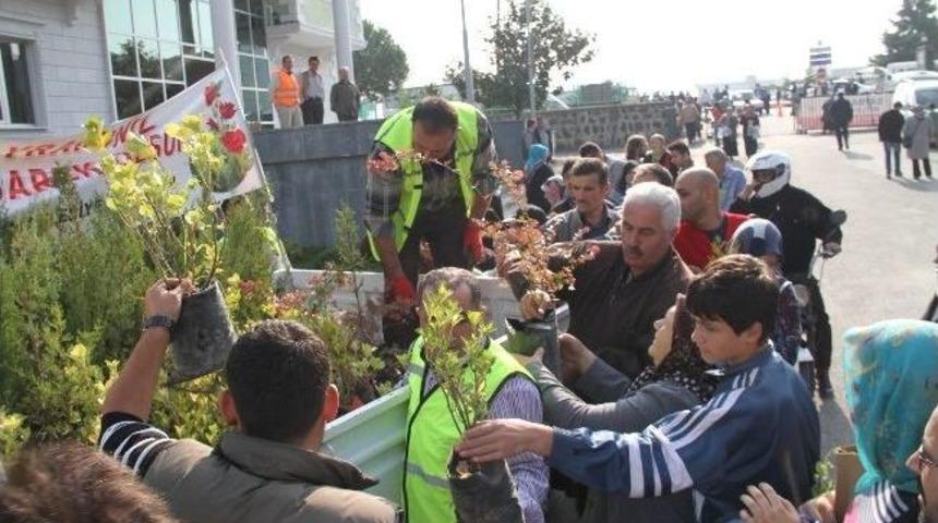 İlkadım’dan Ücretsiz Fidan Dağıtımı