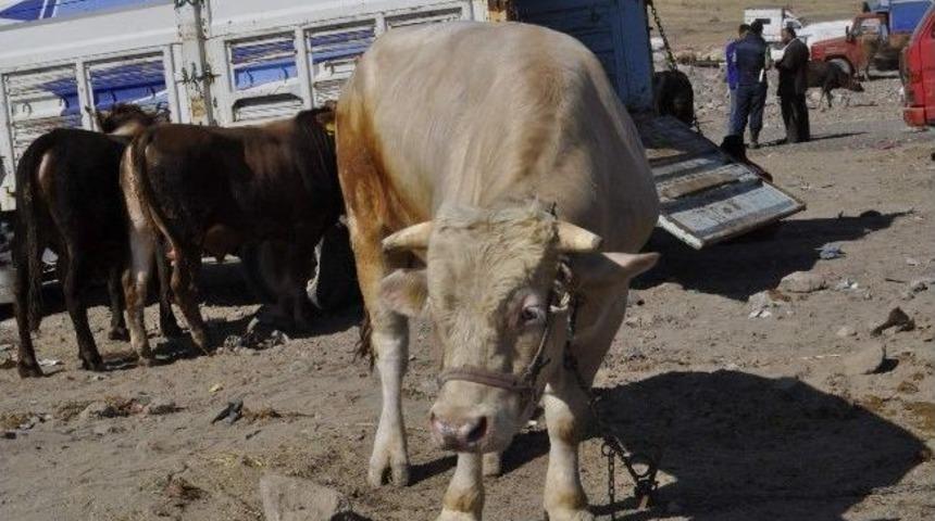 Kurban Pazarında Yoğunluk Devam Ediyor