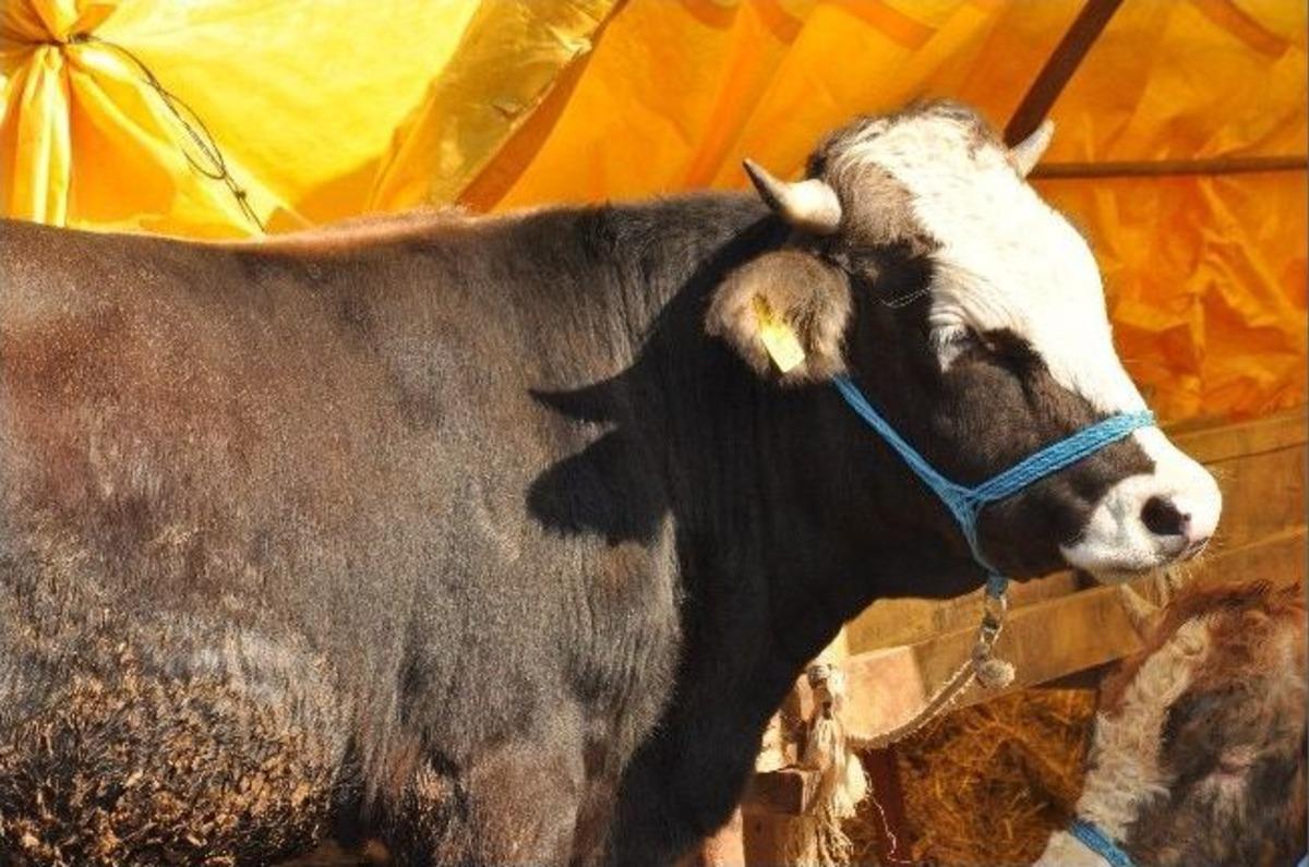 B&uuml;y&uuml;kbaş Kurbanlıklar Bitti, K&uuml;&ccedil;&uuml;kbaşlar Elde Kaldı