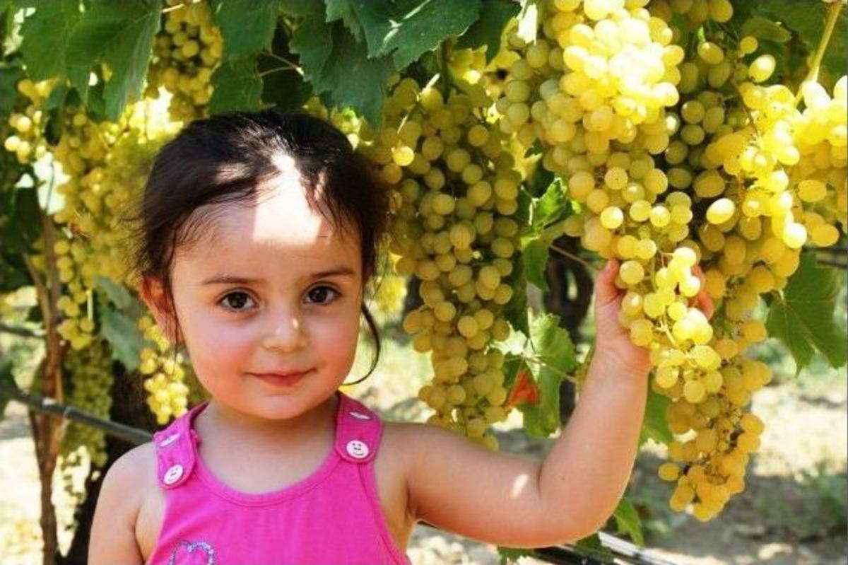 Altın Sarısı &Uuml;z&uuml;m