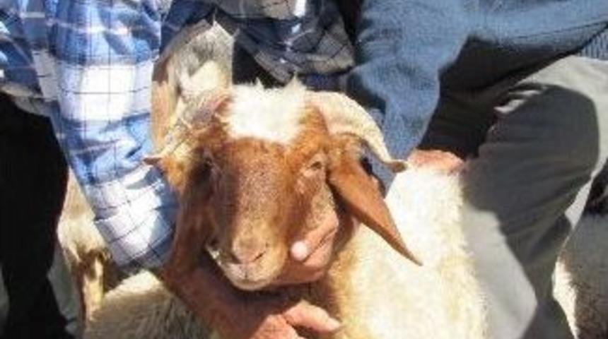 Araban&rsquo;da Kurbanlık Fiyatları D&uuml;şmedi