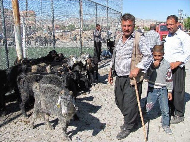 Araban’da Kurbanlık Fiyatları Düşmedi