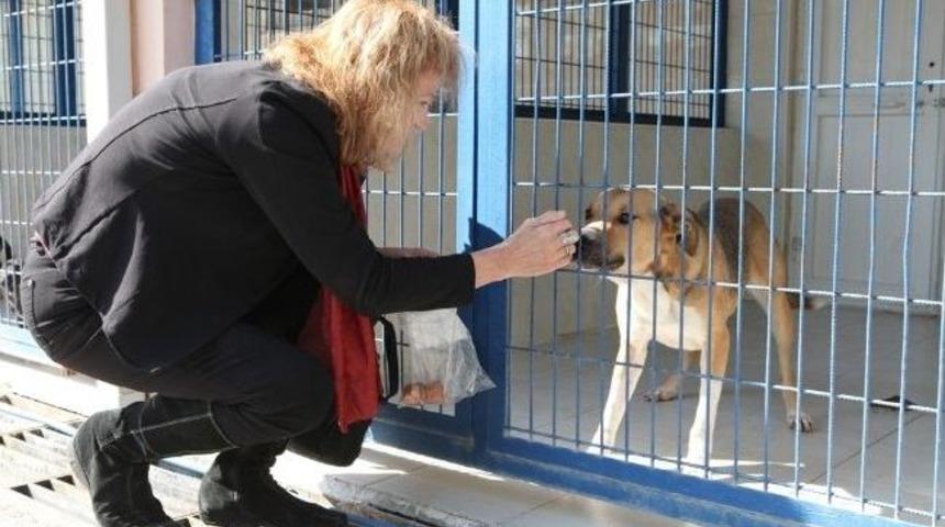 Hollandalı Hayvanseverden İnsanlık Dersi