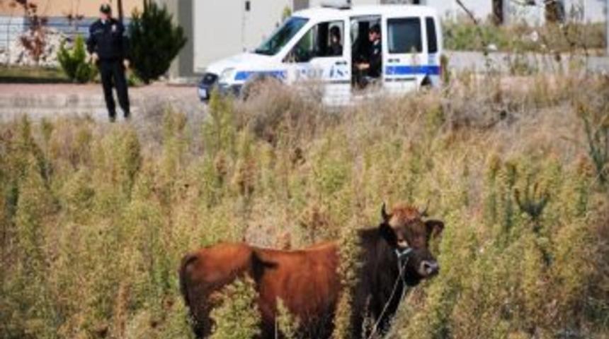 Kurbanlık Tosunu Ka&ccedil;an Vatandaşın Imdadına 'kurban Timi' Yetişti