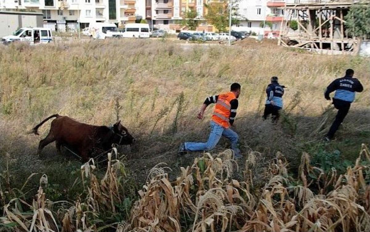 Sahibinden Ka&ccedil;an Boğa Paniğe Neden Oldu