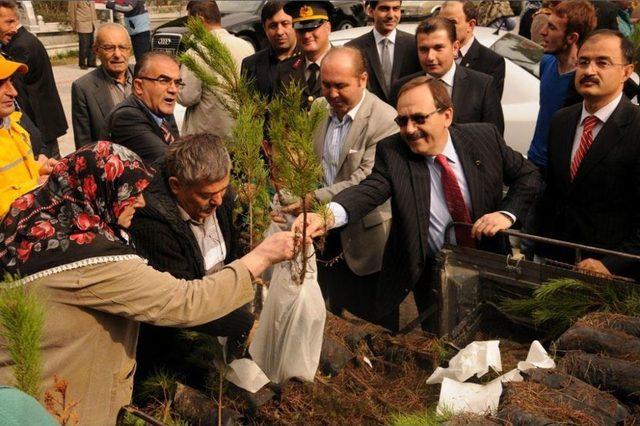 Bafra'da Fidan Dağıtımı