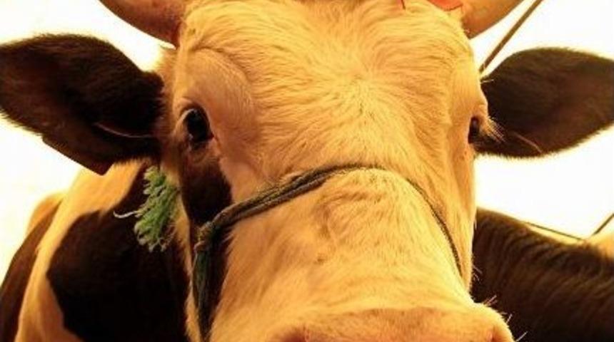 Kurbanlıklar T&uuml;kendi