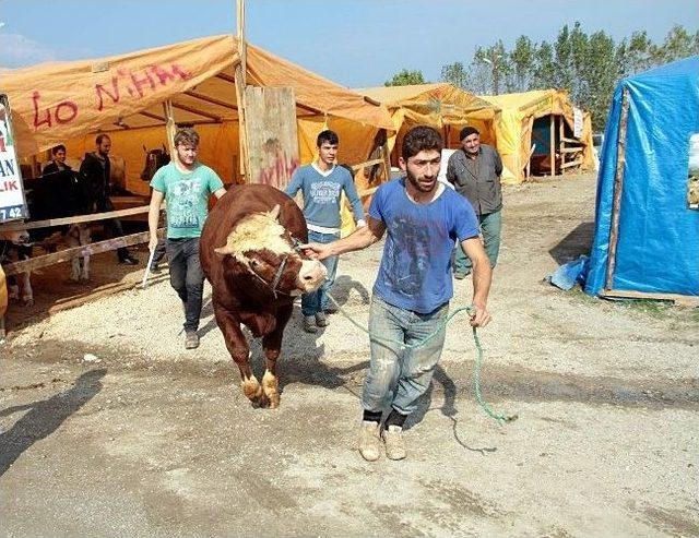 Kurbanlıklar Tükendi