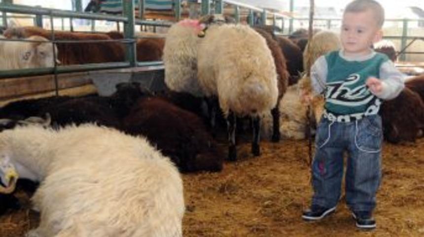 Manisa'da K&uuml;&ccedil;&uuml;kbaş Kurbanlıklar Bitmedi